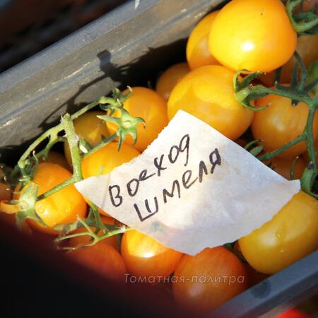 Томат Восход шмеля / Шмель на заре  / Утренний шмель / Шмель на рассвете (Sunrise Bumble Bee), США
