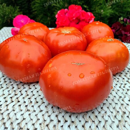 Томат КРАСНЫЙ КОМАР (Алифиров В.Г.)