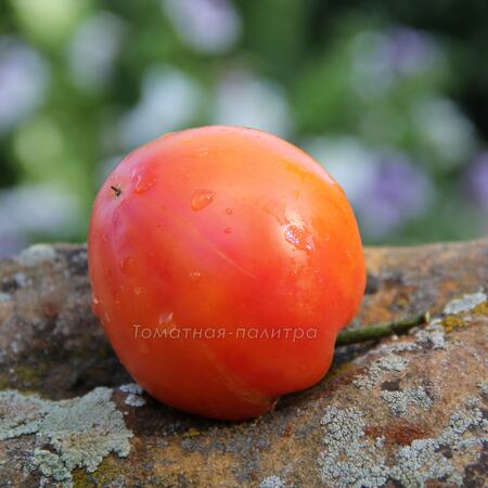 Томат Гавайский ананас (Hawaiian Pineapple), США