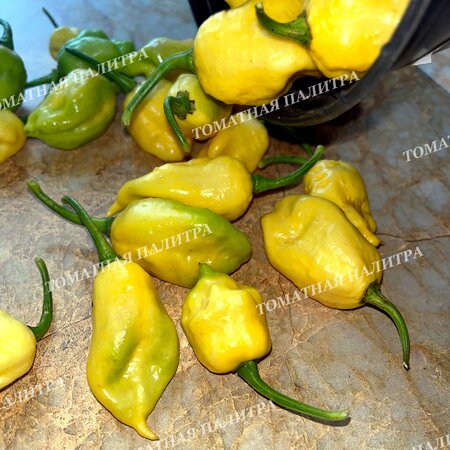 Томат Перец острый ТРИНИДАД СКОРПИОН МОРУГА ВАЙТ (Trinidad Scorpion Moruga White)