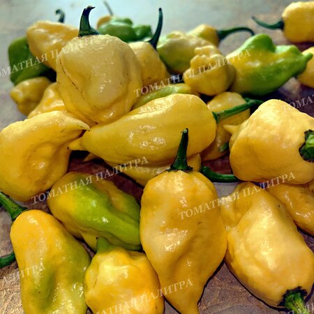 Томат Перец острый ТРИНИДАД СКОРПИОН МОРУГА ВАЙТ (Trinidad Scorpion Moruga White)