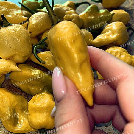 Томат Перец острый ТРИНИДАД СКОРПИОН МОРУГА ВАЙТ (Trinidad Scorpion Moruga White)