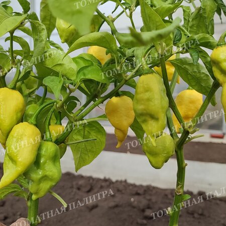 Томат Перец острый ТРИНИДАД СКОРПИОН МОРУГА ВАЙТ (Trinidad Scorpion Moruga White)