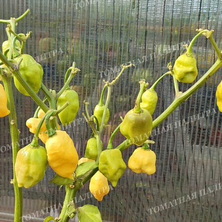 Томат Перец острый ТРИНИДАД СКОРПИОН МОРУГА ВАЙТ (Trinidad Scorpion Moruga White)