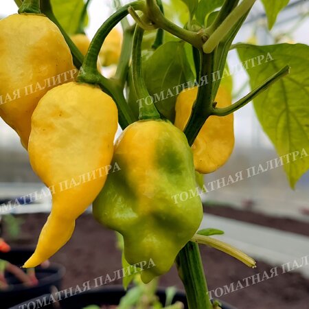 Томат Перец острый ТРИНИДАД СКОРПИОН МОРУГА ВАЙТ (Trinidad Scorpion Moruga White)