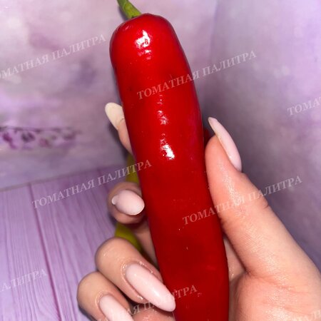 Томат Перец острый БОЧКОВОЙ ГОЛДЕН ЕЛЛОУ ВАКС (Golden Yellow Wax)