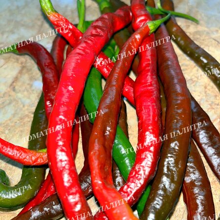 Томат Перец острый ГРОМ ГОРЫ ЛОНГХОРН (Thunder Mountain Longhorn, C. Annuum)