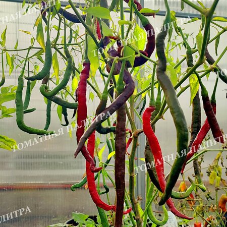Томат Перец острый ГРОМ ГОРЫ ЛОНГХОРН (Thunder Mountain Longhorn, C. Annuum)