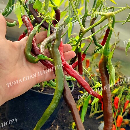 Томат Перец острый ГРОМ ГОРЫ ЛОНГХОРН (Thunder Mountain Longhorn, C. Annuum)
