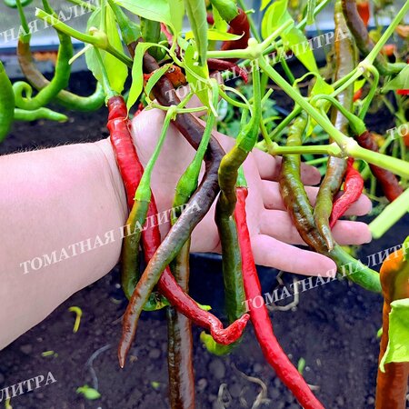Томат Перец острый ГРОМ ГОРЫ ЛОНГХОРН (Thunder Mountain Longhorn, C. Annuum)