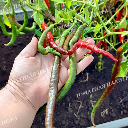 Томат Перец острый ГРОМ ГОРЫ ЛОНГХОРН (Thunder Mountain Longhorn, C. Annuum)