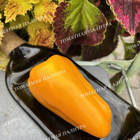 Томат Перец АБРИКОСОВАЯ ФАВОРИТКА