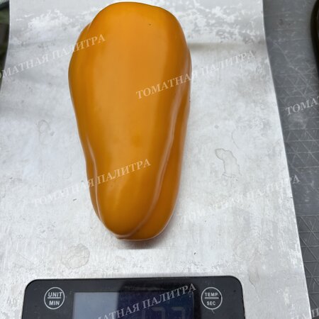 Томат Перец АБРИКОСОВАЯ ФАВОРИТКА