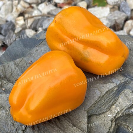 Томат Перец АБРИКОСОВАЯ ФАВОРИТКА