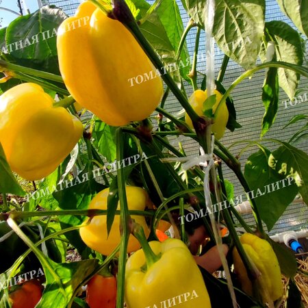 Томат Перец БЕЛЫЙ БЫК