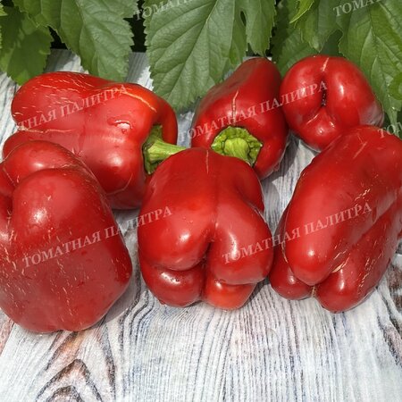 Томат Перец БЕЛЫЙ БЫК