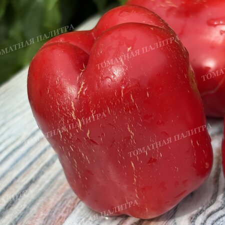 Томат Перец БЕЛЫЙ БЫК