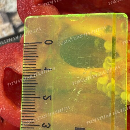 Томат Перец БЕЛЫЙ БЫК