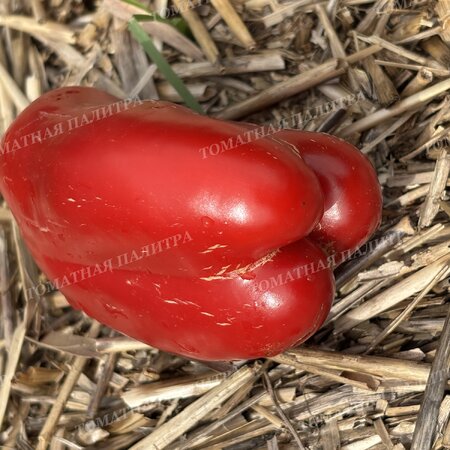 Томат Перец БЕЛЫЙ БЫК