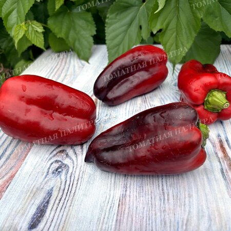 Томат Перец БЛЭК ДЖЕК