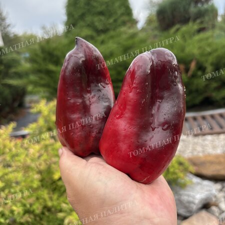 Томат Перец БЛЭК ДЖЕК