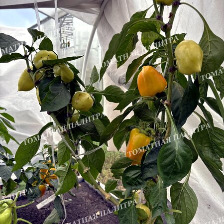 Томат Перец КАЛИФОРНИЯ ВОНДЕР ГОЛД