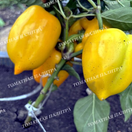 Томат Перец КАЛИФОРНИЯ ВОНДЕР ГОЛД