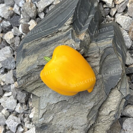 Томат Перец КАЛИФОРНИЯ ВОНДЕР ГОЛД