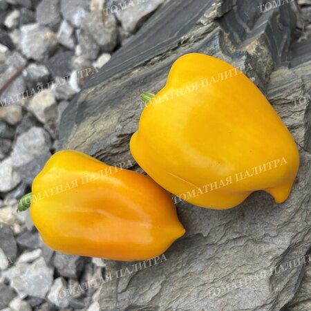 Томат Перец КАЛИФОРНИЯ ВОНДЕР ГОЛД