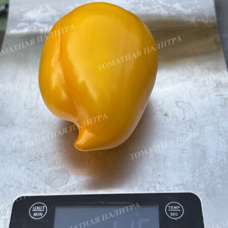 Томат Перец КАЛИФОРНИЯ ВОНДЕР ГОЛД