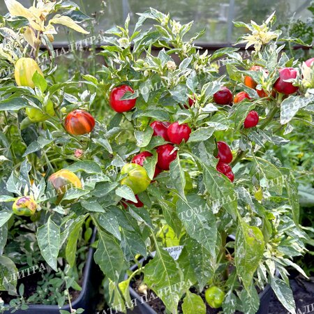 Томат ВАРИЕГАТНЫЙ МИНИКОЛОКОЛЬЧИК (Mini Bell Variegated)