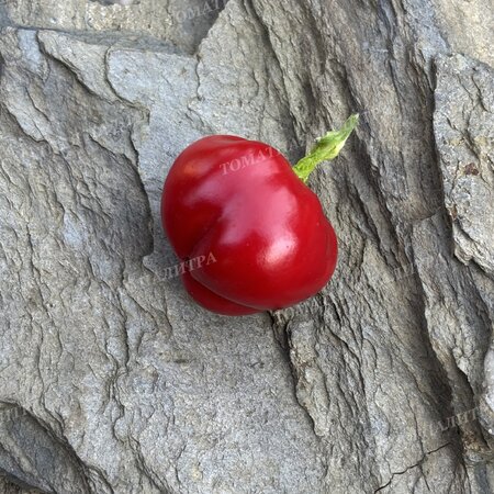 Томат ВАРИЕГАТНЫЙ МИНИКОЛОКОЛЬЧИК (Mini Bell Variegated)