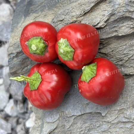 Томат ВАРИЕГАТНЫЙ МИНИКОЛОКОЛЬЧИК (Mini Bell Variegated)