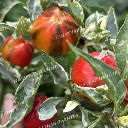 Томат ВАРИЕГАТНЫЙ МИНИКОЛОКОЛЬЧИК (Mini Bell Variegated)