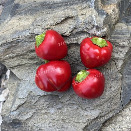 Томат ВАРИЕГАТНЫЙ МИНИКОЛОКОЛЬЧИК (Mini Bell Variegated)