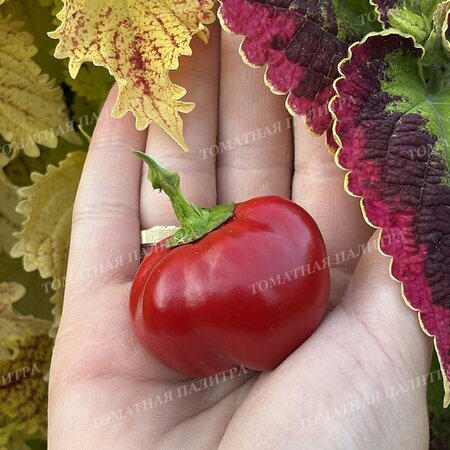 Томат ВАРИЕГАТНЫЙ МИНИКОЛОКОЛЬЧИК (Mini Bell Variegated)