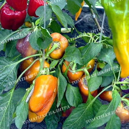 Томат Перец ВИОЛГО / Германская Виолончель (Violgo) 