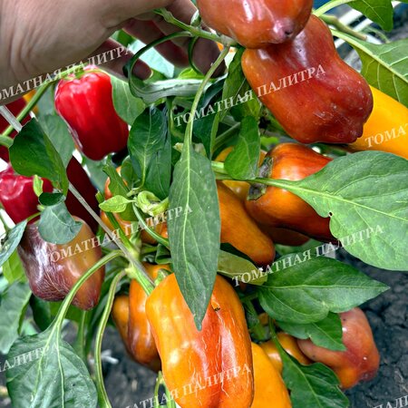 Томат Перец ВИОЛГО / Германская Виолончель (Violgo) 