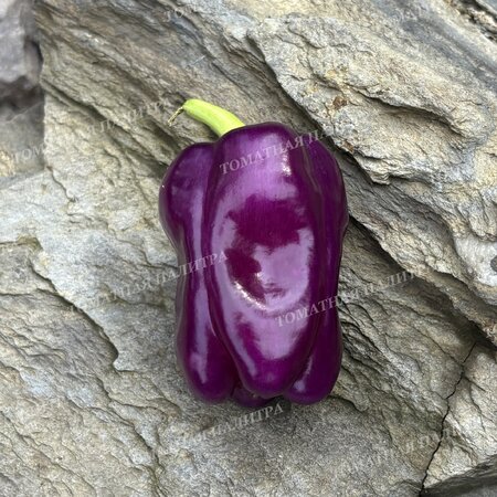 Томат Перец ВИОЛГО / Германская Виолончель (Violgo) 