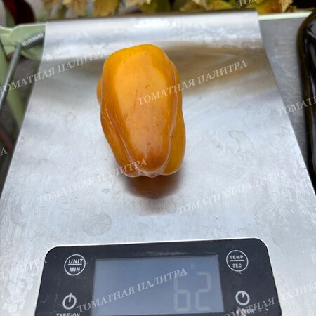 Томат Перец ВИОЛГО / Германская Виолончель (Violgo) 