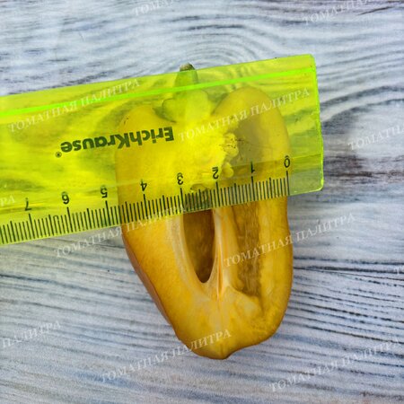 Томат Перец ВИОЛГО / Германская Виолончель (Violgo) 