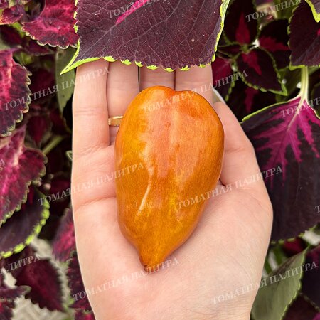 Томат Перец ВИОЛГО / Германская Виолончель (Violgo) 