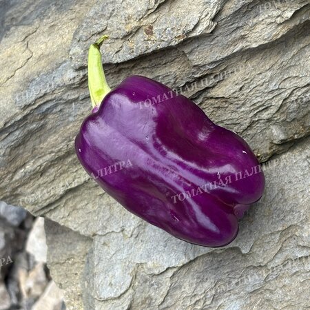 Томат Перец ВИОЛГО / Германская Виолончель (Violgo) 