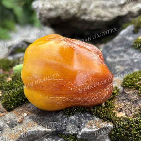 Томат Перец ВИОЛГО / Германская Виолончель (Violgo) 