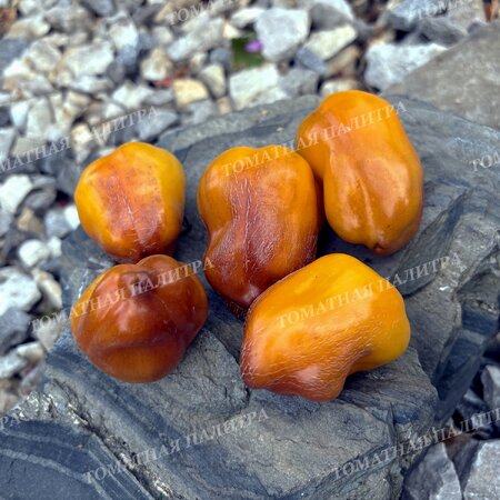 Томат Перец ВИОЛГО / Германская Виолончель (Violgo) 