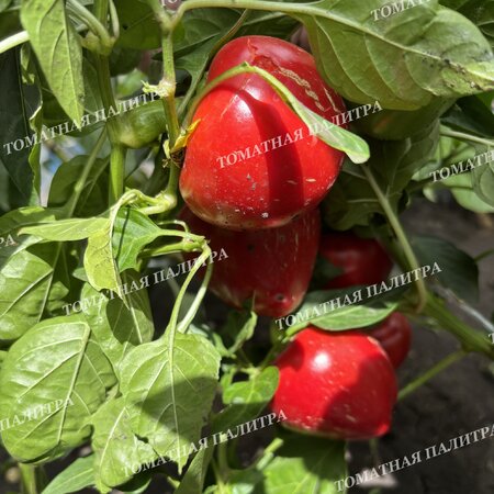 Томат ГОГОШАР КРАСНЫЙ (Gogoscharii Red)