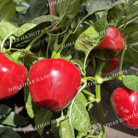 Томат ГОГОШАР КРАСНЫЙ (Gogoscharii Red)