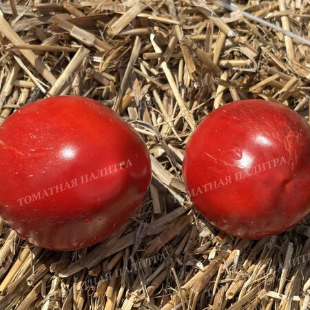 Томат ГОГОШАР КРАСНЫЙ (Gogoscharii Red)