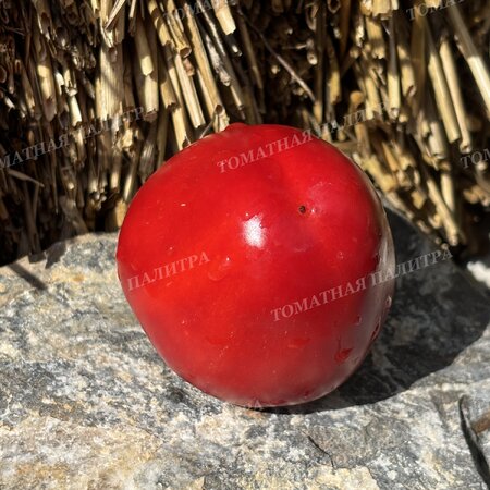 Томат ГОГОШАР КРАСНЫЙ (Gogoscharii Red)