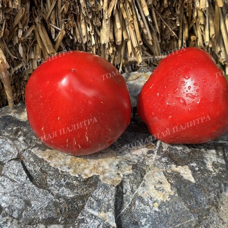 Томат ГОГОШАР КРАСНЫЙ (Gogoscharii Red)